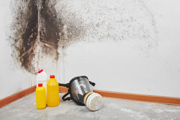 Mold Removal Process in La Villa, TX