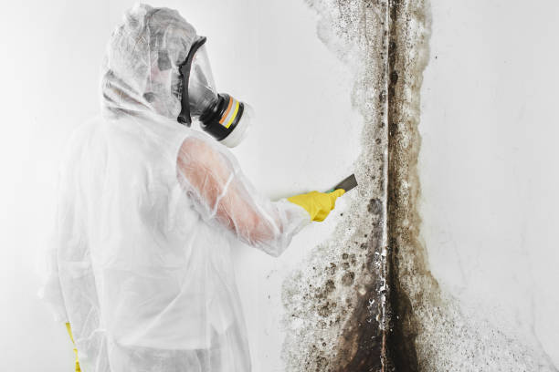 Best Emergency Mold Removal  in La Villa, TX