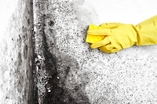 Best Mold Remediation Experts  in La Villa, TX
