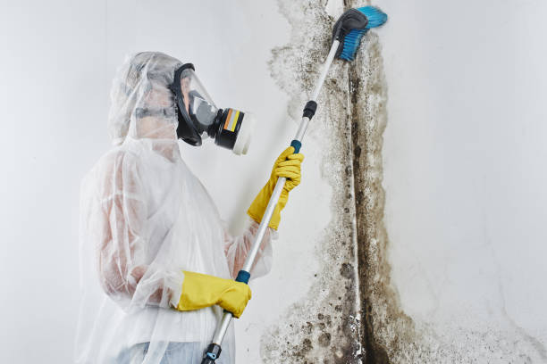 Best Residential Mold Removal  in La Villa, TX