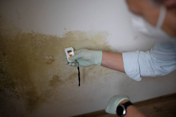 Best Certified Mold Removal  in La Villa, TX