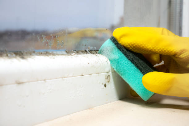 Best Best Mold Removal Companies  in La Villa, TX