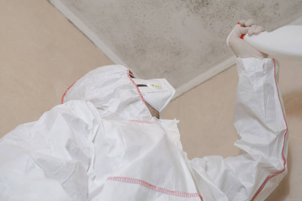 Best Professional Mold Removal  in La Villa, TX