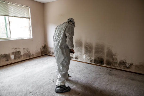 Home Mold Removal in La Villa, TX