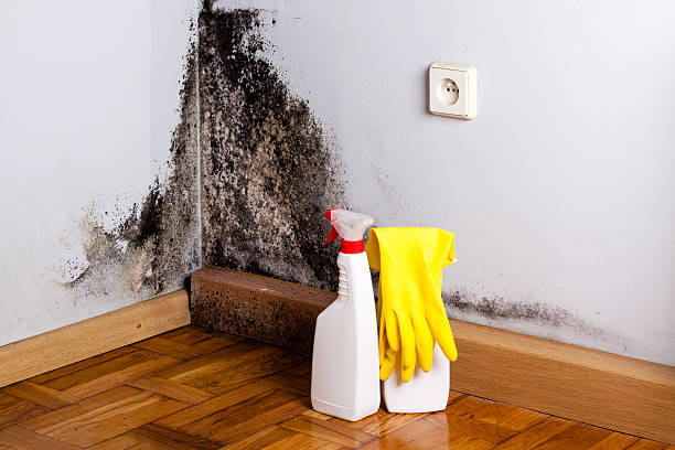 Best Commercial Mold Removal  in La Villa, TX