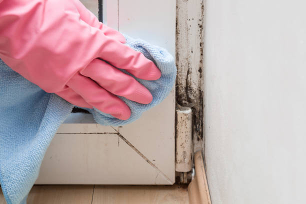 Home Mold Removal in La Villa, TX